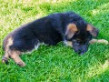 A Wurf PRT04888 Jul 17 2020