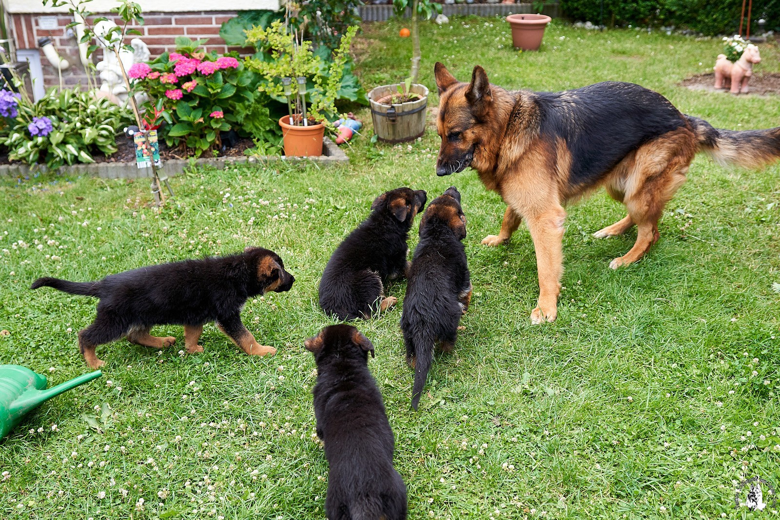 PRT04733 Welpen bei Anja 19 07 08 Rudel 19 07 08