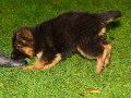 Hund 1 THP04384 E Wurf 21 12 06