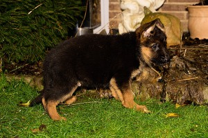 Hund 3 THP04411 E Wurf 21 12 06